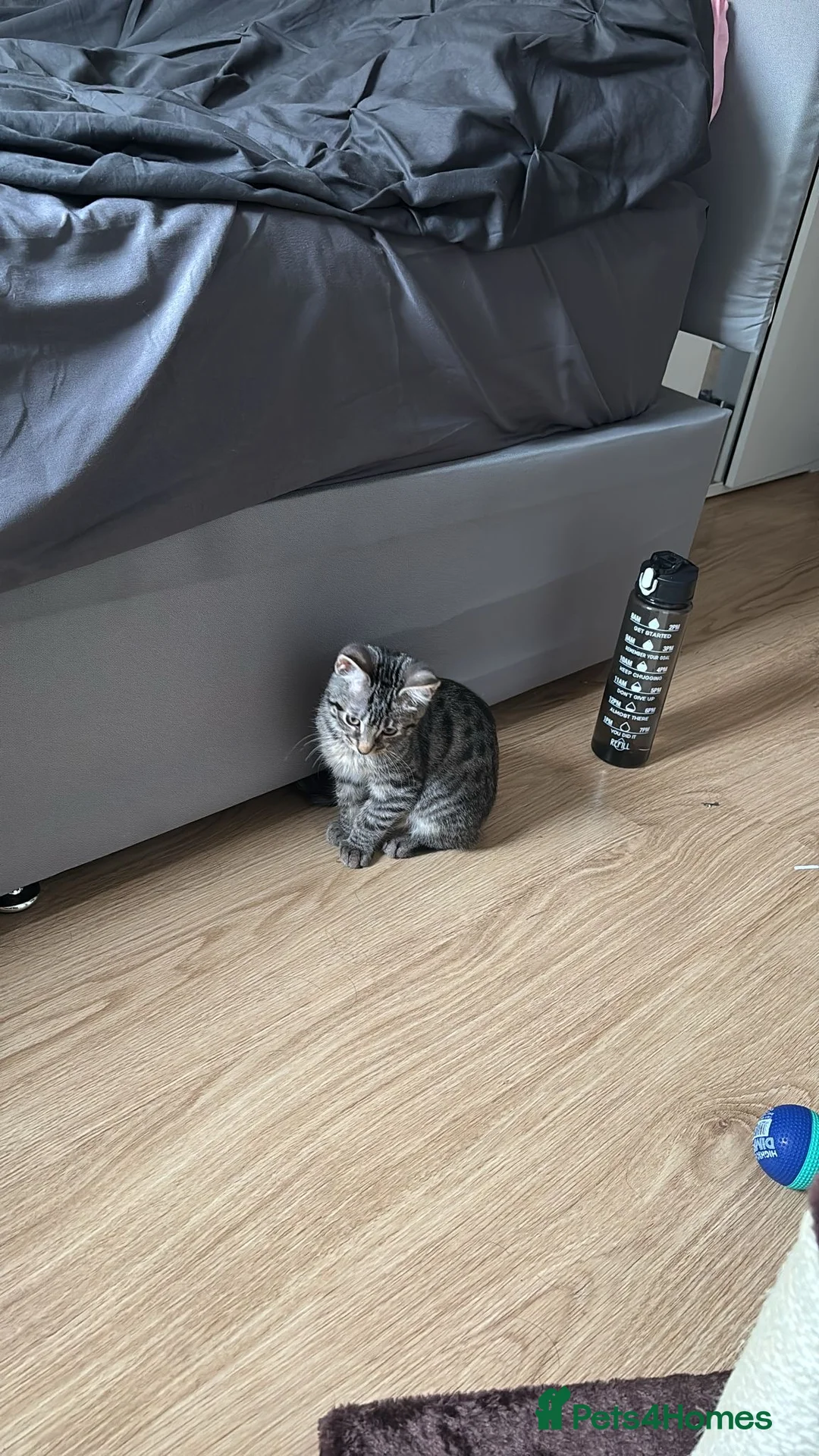 Mixed Breed cats for sale: Discounted Stunning Half Bengal,Savannah Baby Boy - Advert 6