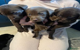Labrador Retriever dogs for sale: Beautiful Labrador pups black and chocalate  - Image 1