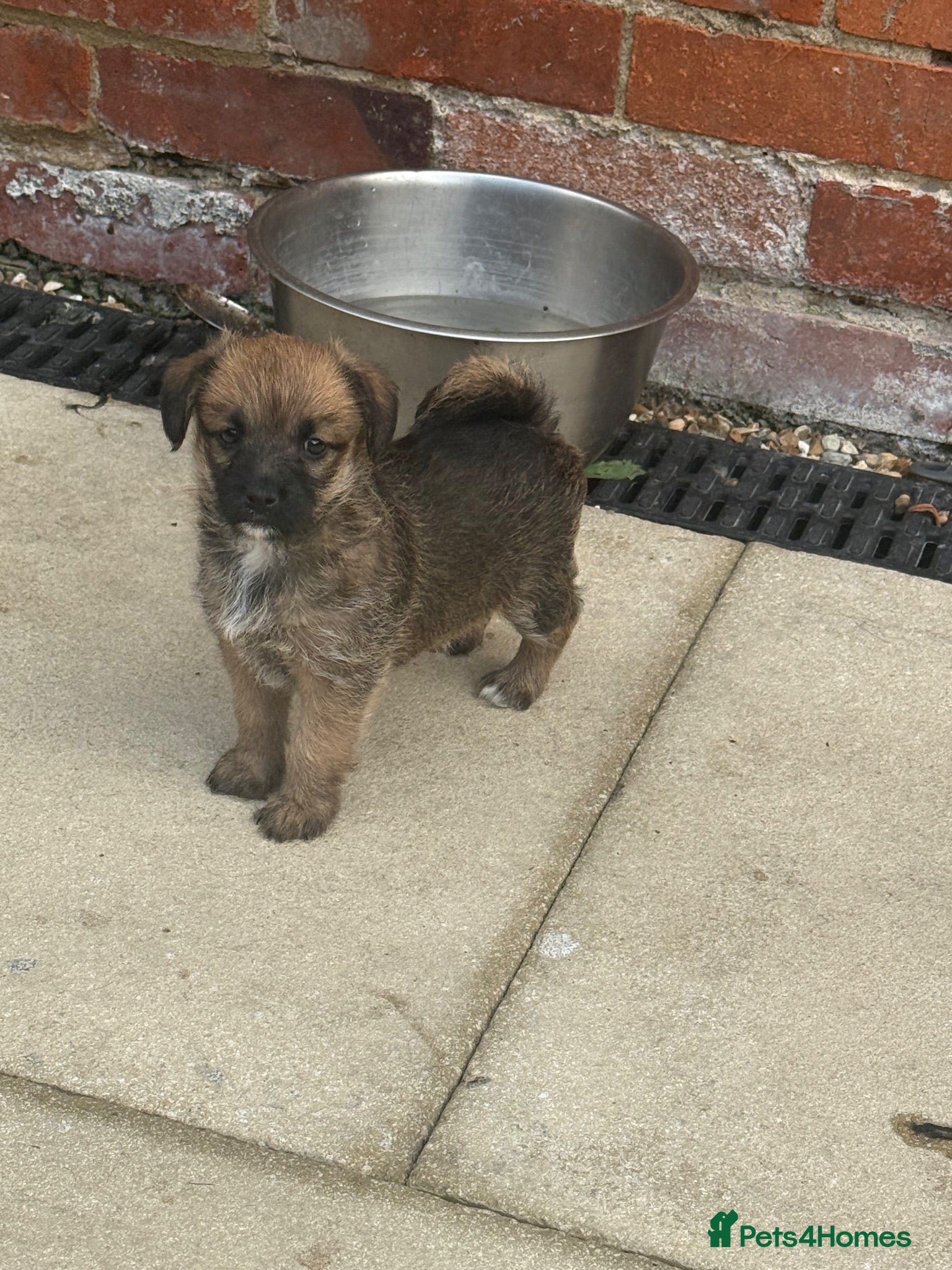 Jackapoo dogs Beautiful litter of f1 jackapoo puppies  - Advert 2
