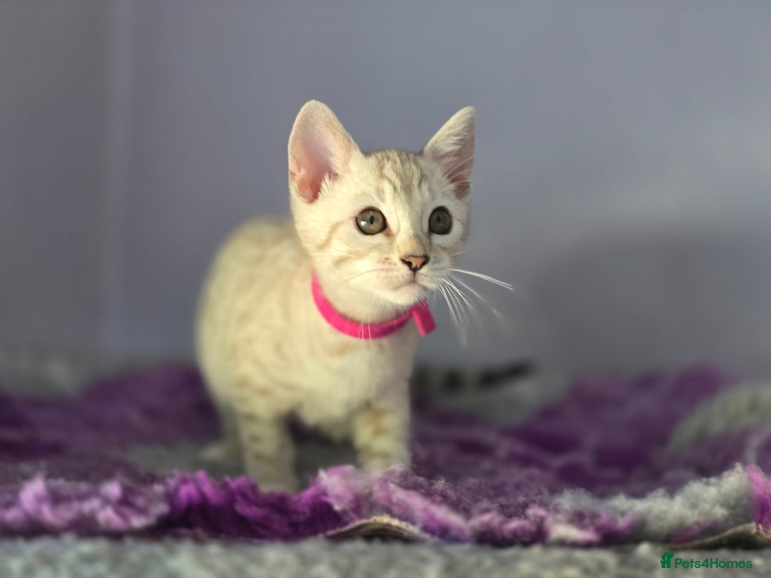 Bengal cats for sale: TICA Champion Bengal Kittens  - Image 17