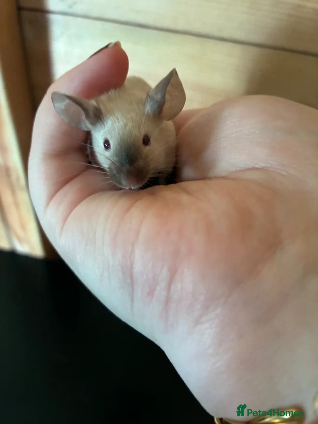 Mouse rodents for sale: Siamese baby mice available  - Advert 2
