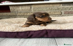 Miniature Dachshund dogs for sale: Pedigree long-haired miniature Dutch hounds - Image 10