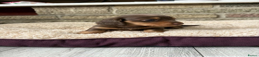 Miniature Dachshund Puppy 3