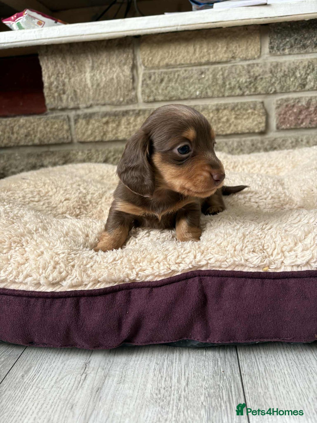 Miniature Dachshund dogs for sale: Pedigree long-haired miniature Dutch hounds - Image 10