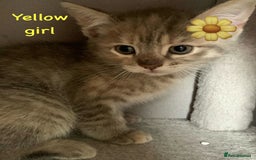Siberian cats for sale: Siberian girl kittens ready for new home now - Image 20