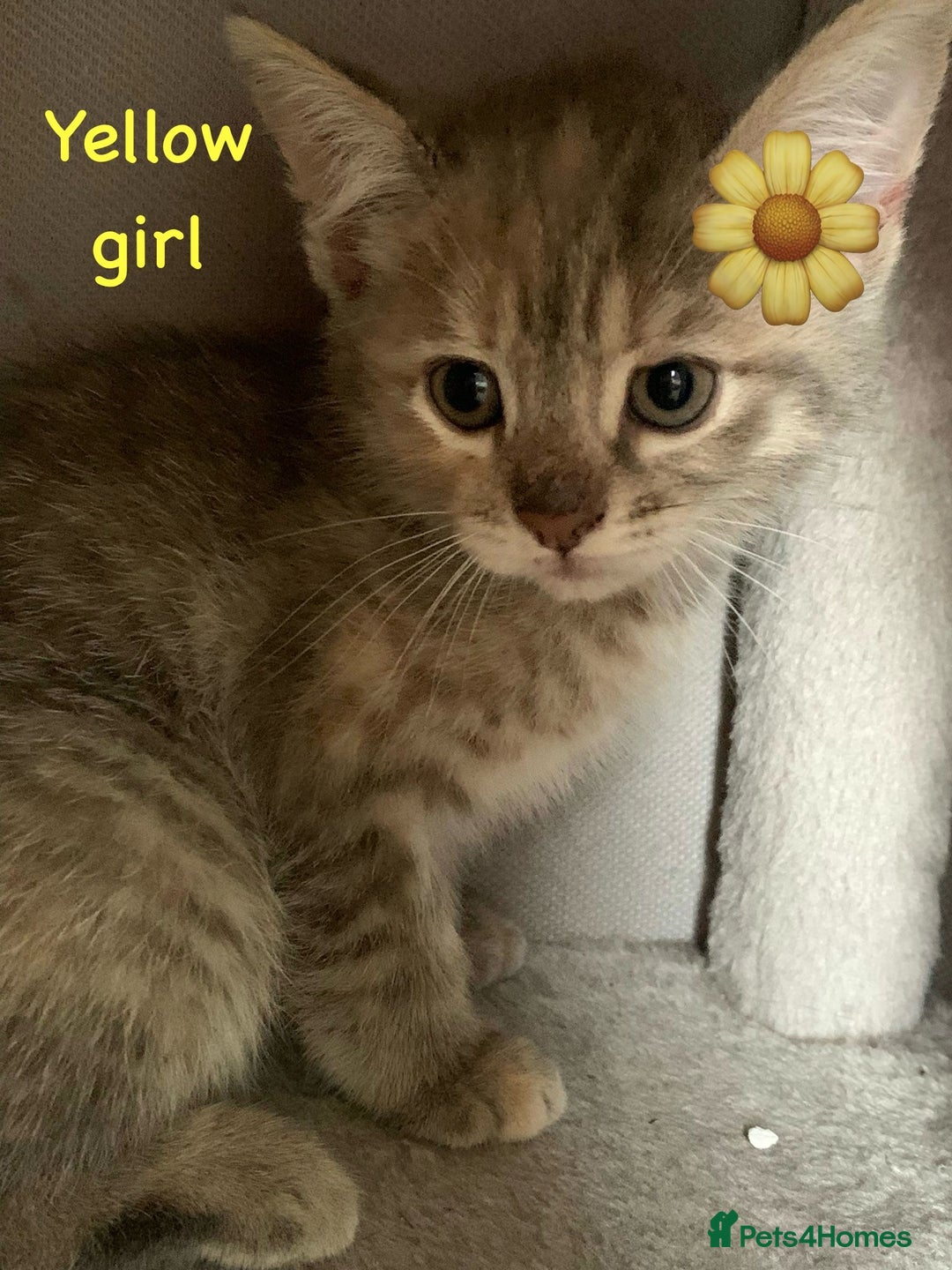 Siberian cats for sale: Siberian girl kittens ready for new home now - Image 20