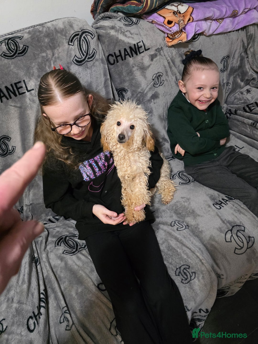 Toy Poodle dogs for sale: Toy poodle male  - Advert 2