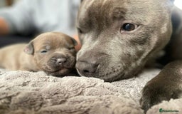 Staffordshire Bull Terrier dogs for sale: Beautiful Staffordshire Bull Terrier Puppies - Image 21