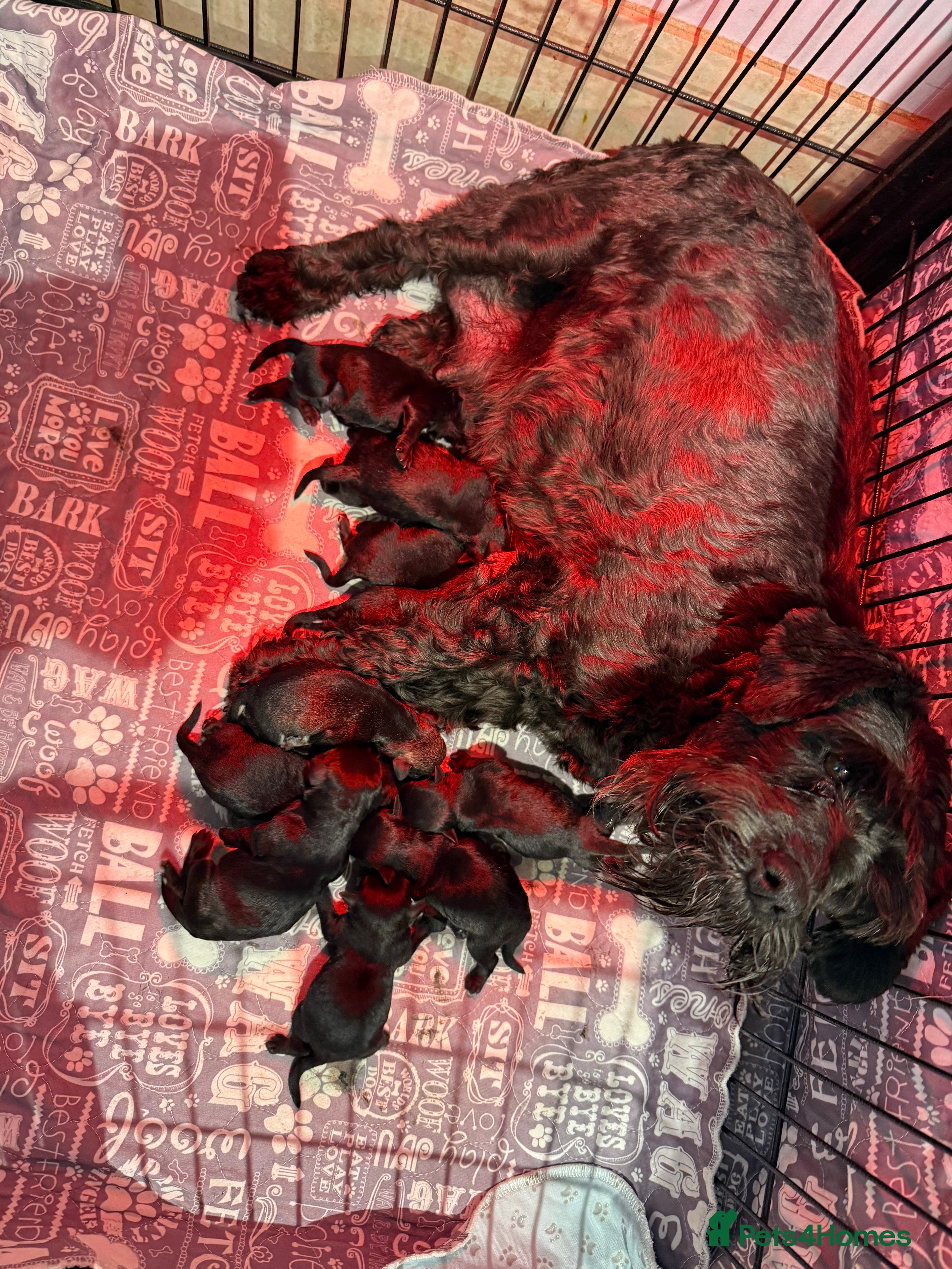 Miniature Schnauzer dogs Beautiful miniature schnauzers - Advert 1