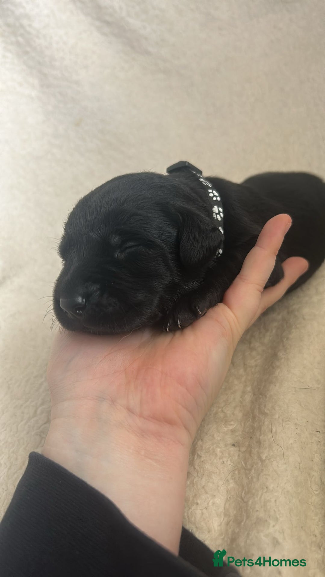 Labrador Retriever dogs for sale: 9 Adorable Labrador Puppies! 2 Pups remaining!  - Advert 6