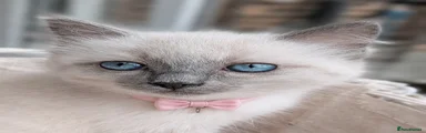 pinky winky