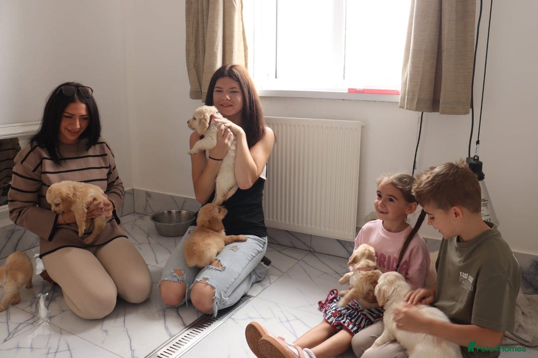 Mixed Breed dogs for sale: Dakota Sport Retriever Puppies ready 01/10/25 - Image 23