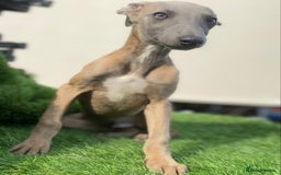 Whippet dogs for sale: Kc whippet pups  - Image 13