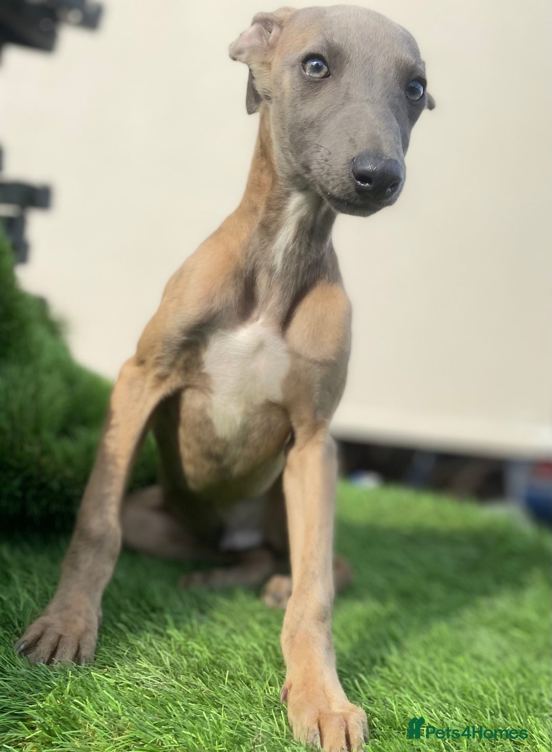 Whippet dogs for sale: Kc whippet pups  - Image 13