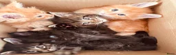 Maine Coon cats for sale: Maincoon kittens pure bred  in Bromsgrove - Advert 1