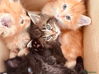Maine Coon cats Maincoon kittens pure bred - Advert 15
