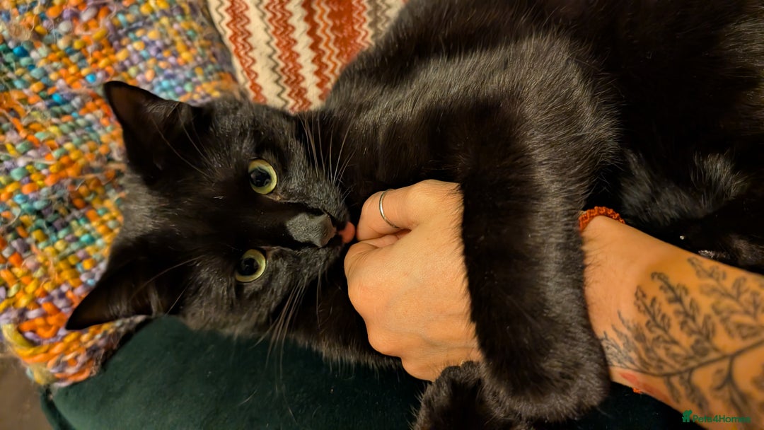 British Shorthair cats for sale: Merlin - All black male cat  - Image 4