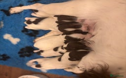 English Springer Spaniel dogs for sale: English springer spaniels  - Image 4