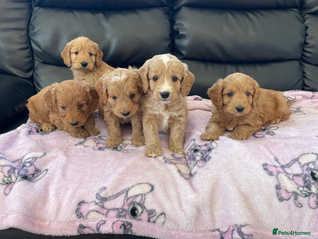 Cockapoo dogs for sale: Cockerpoo puppies - Image 7