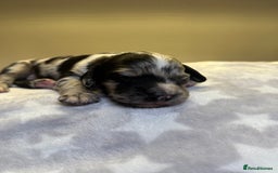 Cockapoo dogs for sale: Stunning f1b cockapoo puppies!!  - Image 2