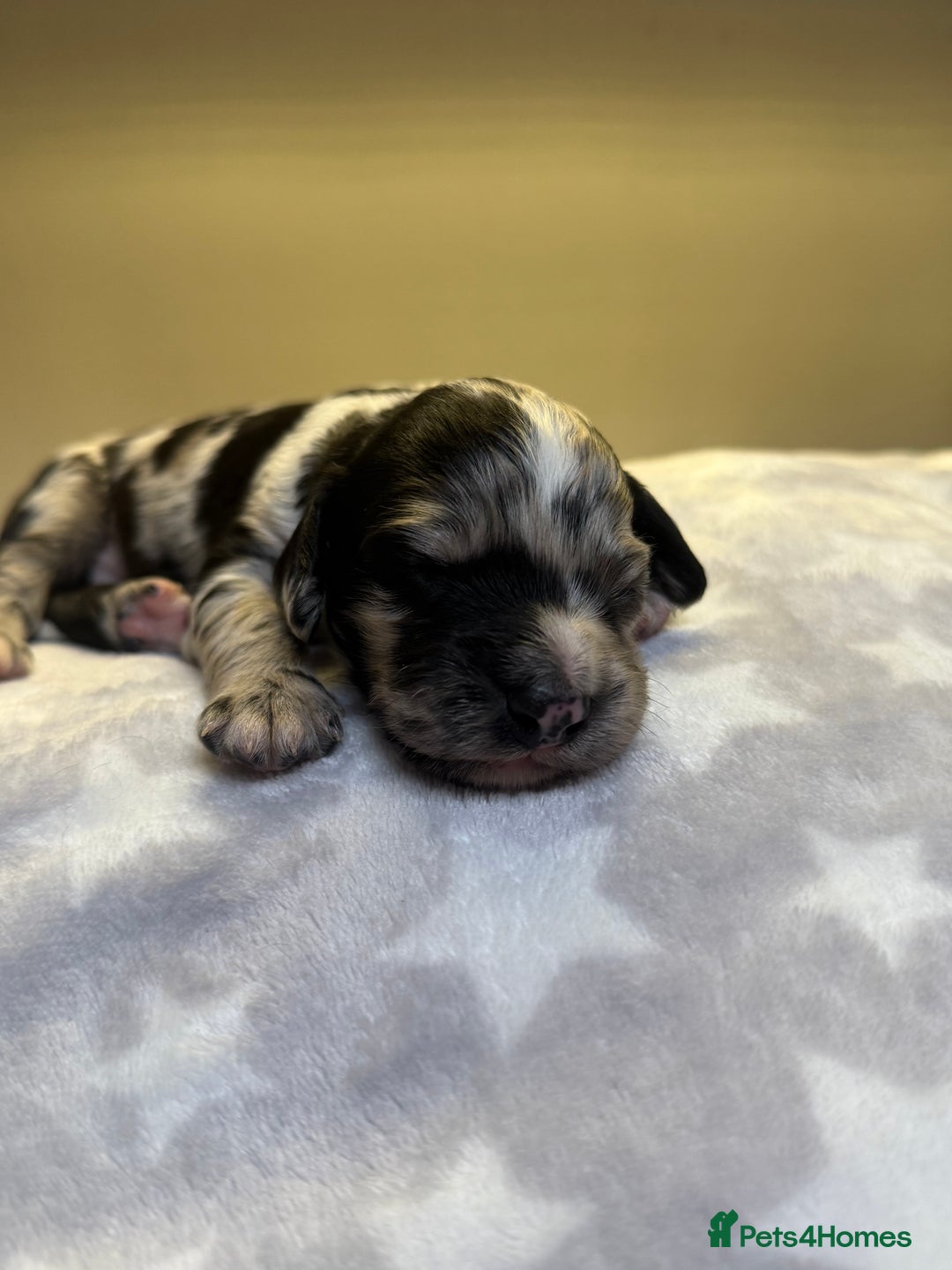 Cockapoo dogs for sale: Stunning f1b cockapoo puppies!!  - Image 2