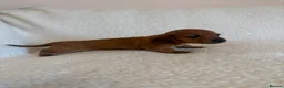 Miniature Dachshund dogs for sale: Litter of shaded red miniature Daschunds  - Advert 20