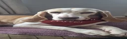 Mixed Breed dogs for adoption: Roma - Sabueso (Spanish Hound)  - Advert 11
