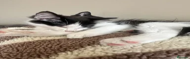 Mixed Breed 1