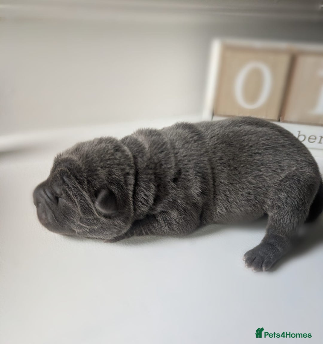 Shar Pei dogs for sale: Shar Pei Puppies - Ready 23rd December - Image 3