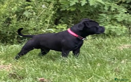 Staffordshire Bull Terrier dogs for sale: Staffy puppies looking for their forever homes - Image 4