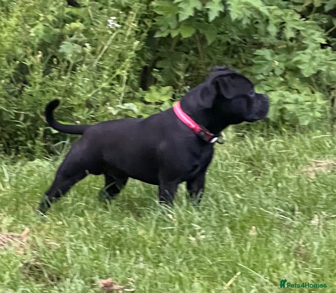 Staffordshire Bull Terrier dogs for sale: Staffy puppies looking for their forever homes - Image 4