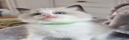Ragdoll cats for sale: Beautiful GCCF Male Ragdoll 2 years old in Middlesbrough - Advert 23