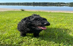 Hungarian Puli dogs for sale: Pitsoor - Hungarian Puli - Image 4