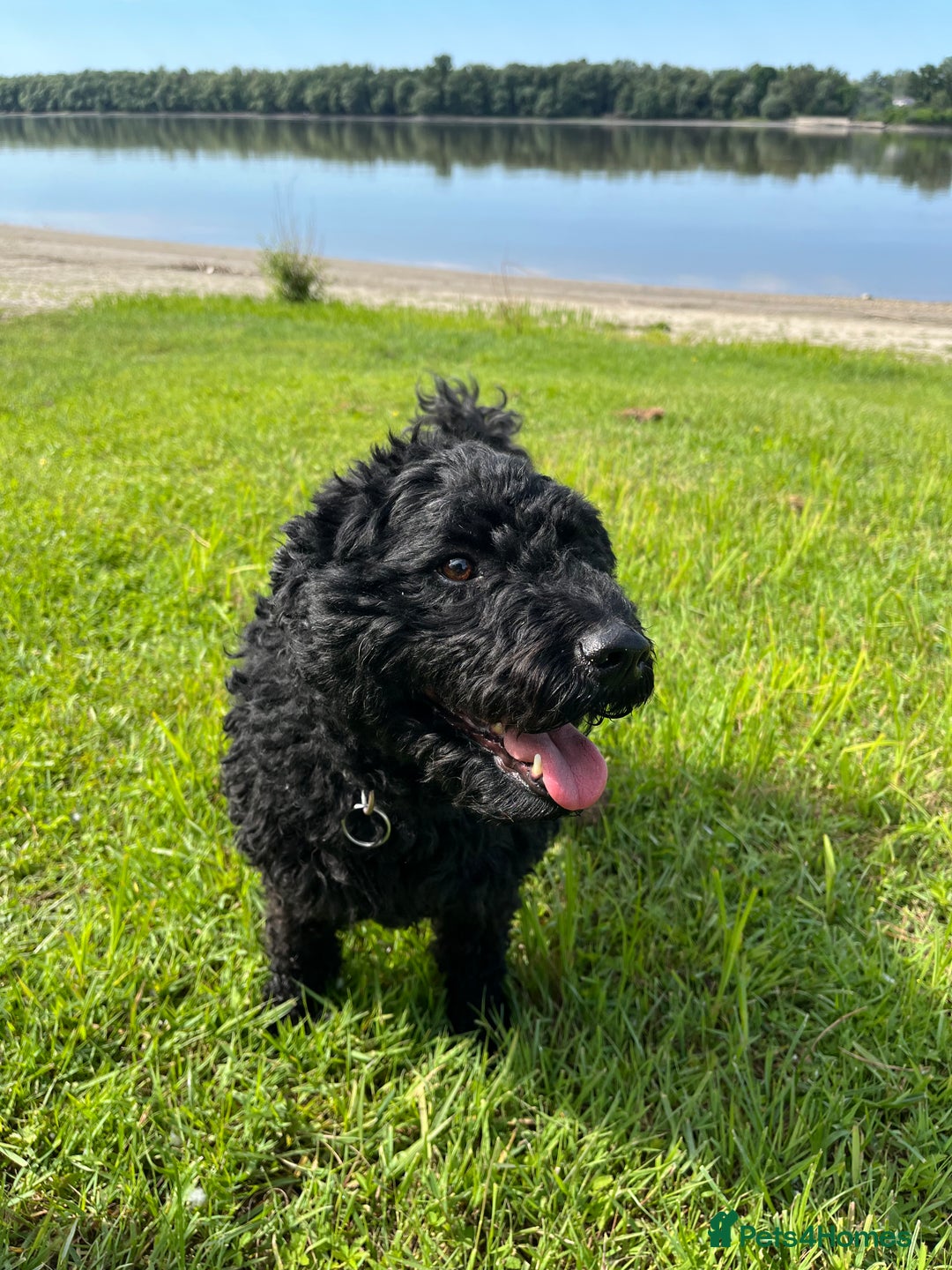 Hungarian Puli dogs for sale: Pitsoor - Hungarian Puli - Image 4