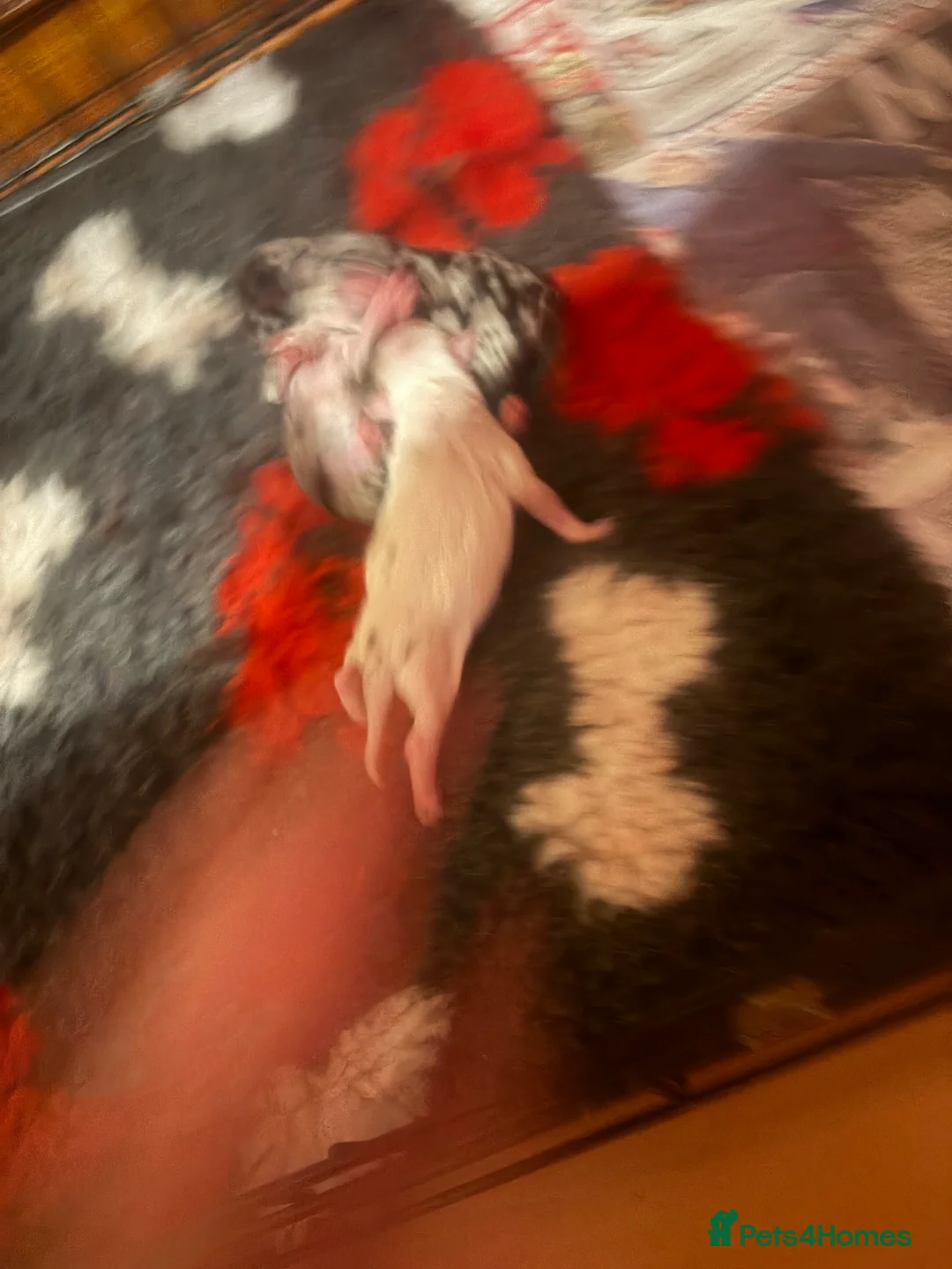 Chihuahua dogs for sale:  Beautiful Rare  Long coated chihuahua puppies  - Advert 3