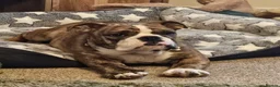 English Bulldog dogs for sale: 🇬🇧STUNNING KC ENGLISH BULLDOG SEEKS 5* HOME🇬🇧 - Advert 4