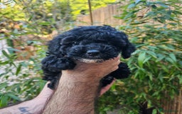 Shihpoo dogs for sale: 🌟 Adorable Shihpoo Puppies 🌟 - Image 7