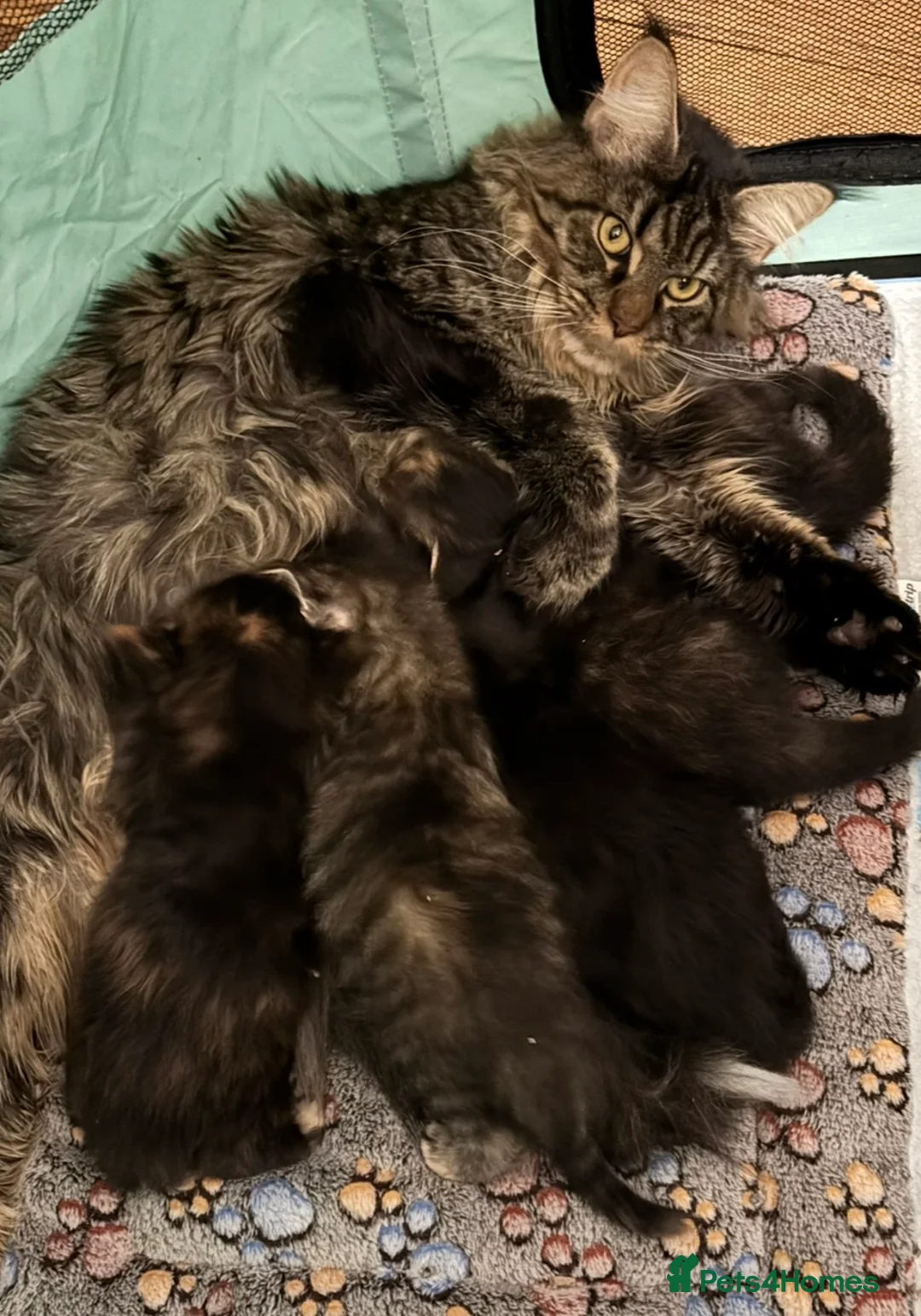 Maine Coon cats for sale: LAST GIRL Maine Coon Kitten  - Advert 6