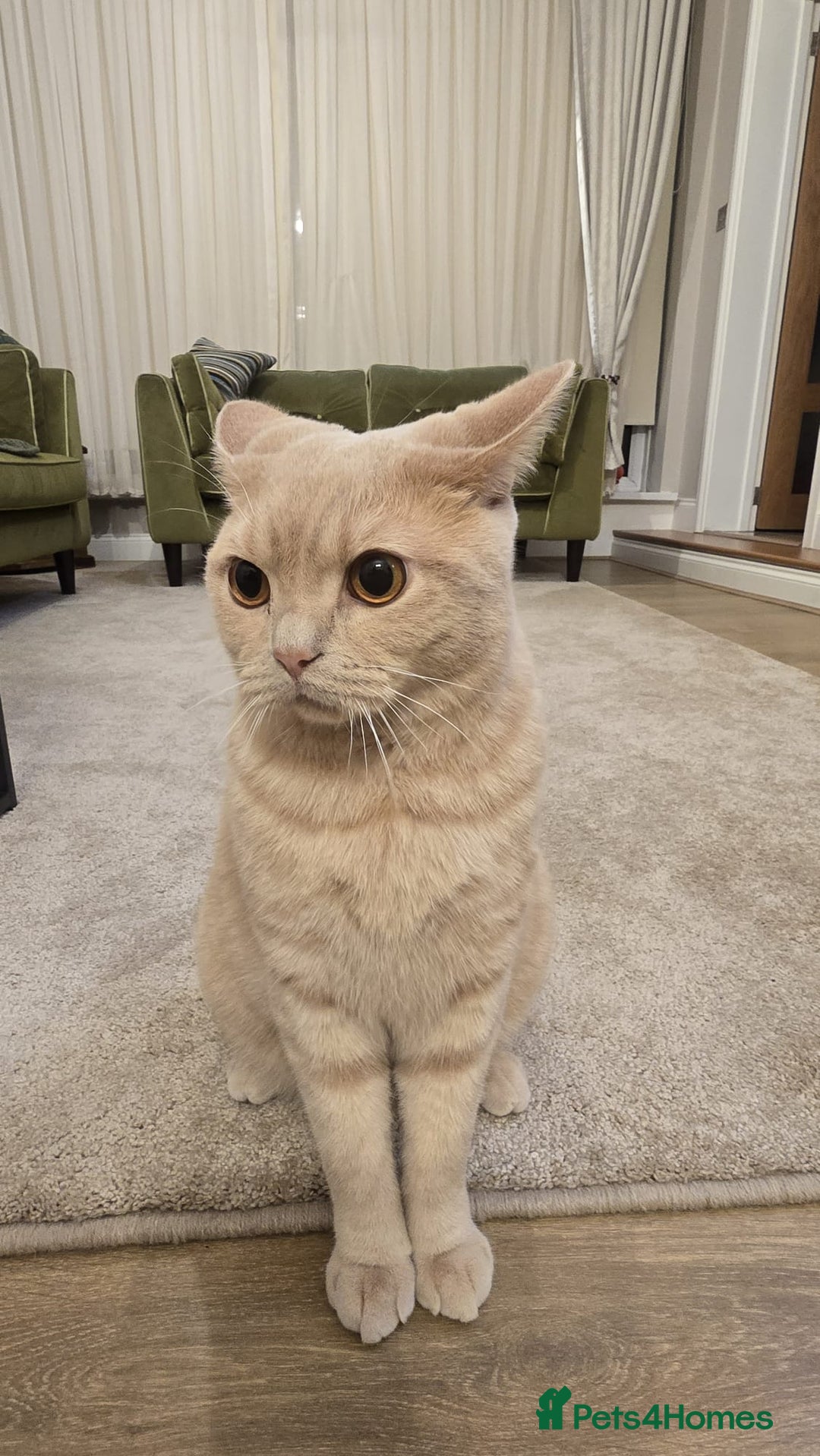 British Shorthair cats for sale: British shorthair cat - Advert 2