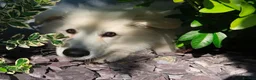 German Shepherd dogs for sale: Outstanding KC White long haired GSD pups  in Catterick Garrison - Advert 12
