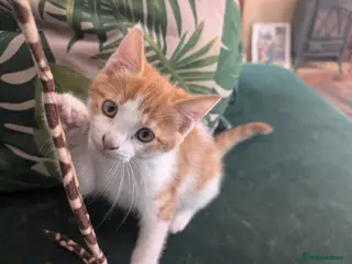 Mixed Breed cats Beautiful kittens - only two boys left - Advert 4