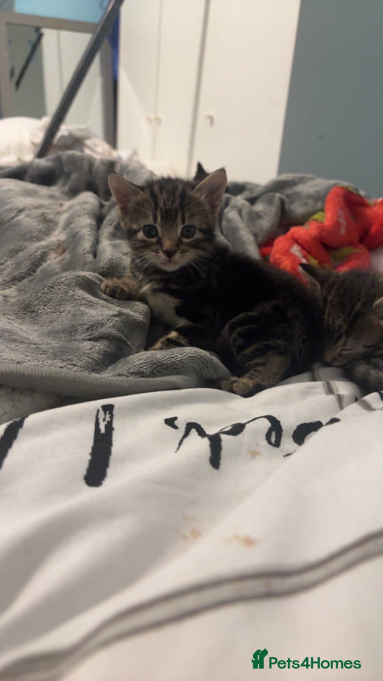 Mixed Breed cats Kittens for sale  - Advert 1