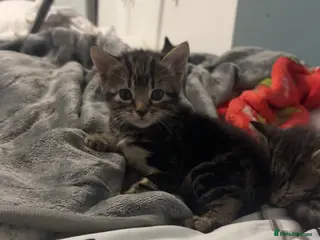 Mixed Breed cats Kittens for sale - Advert 1