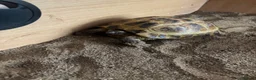 Tortoise reptiles for sale: Horsefield Tortoises Breeding Pair - Advert 10