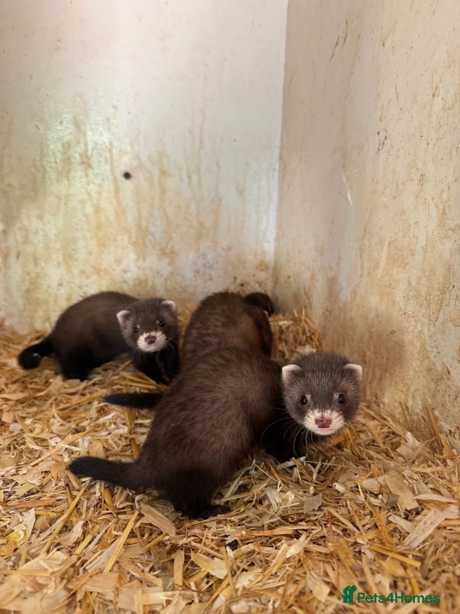 Ferret rodents Black ferrets  - Advert 2