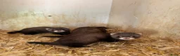 Ferret rodents for sale: Black ferrets  - Advert 1