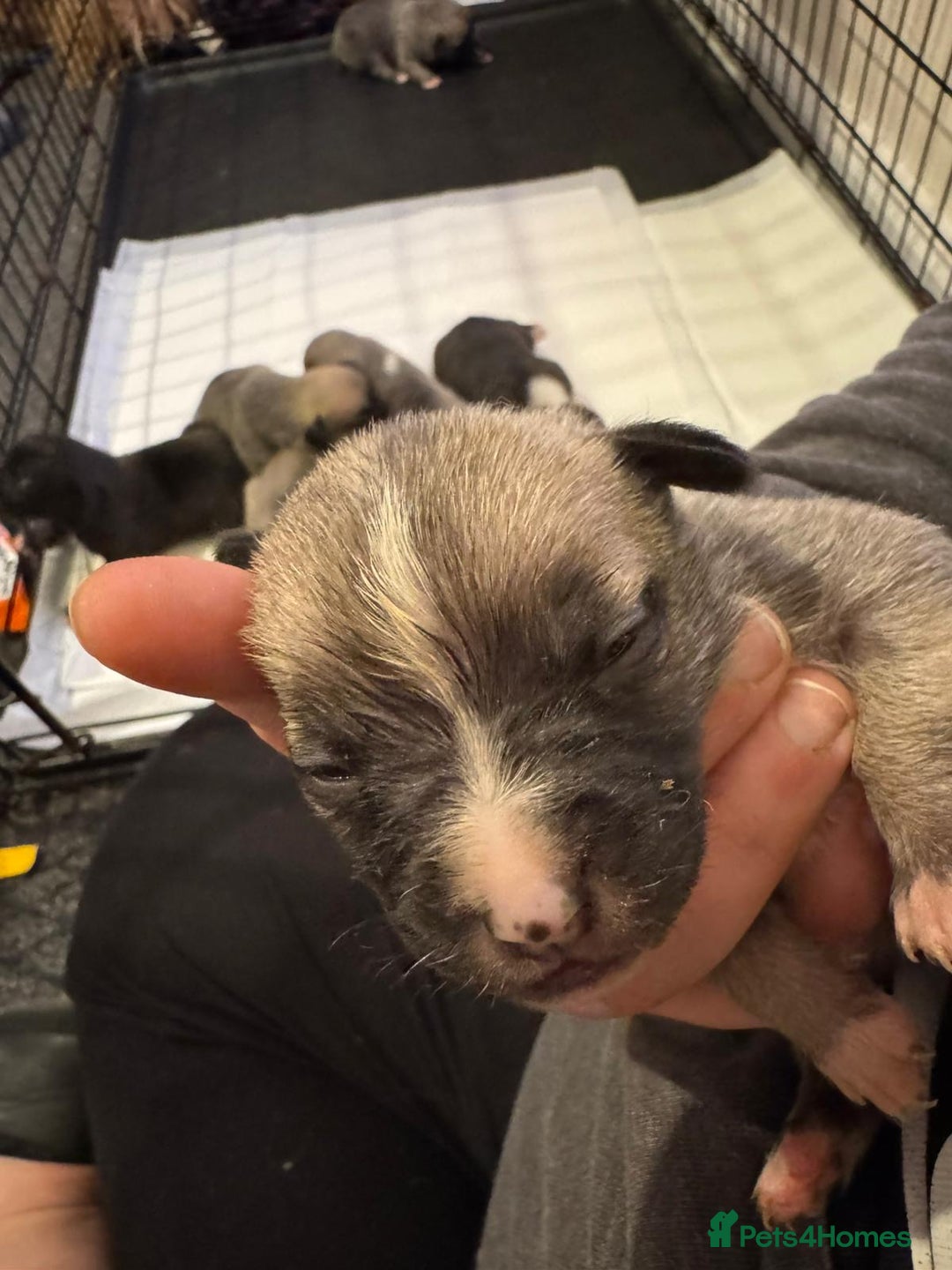 Mixed Breed dogs for sale: Staffordshire terrier puppies  - Image 5