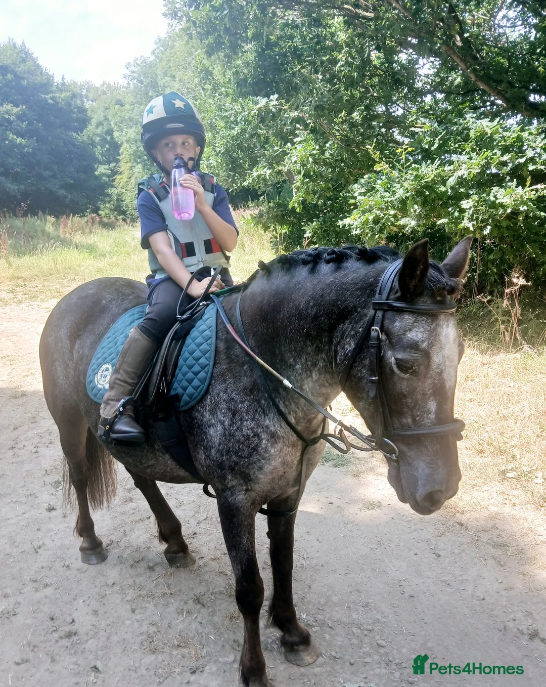 Connemara horses for sale: Irish Connie cob family pony - Advert 2