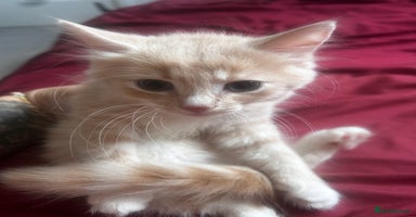 Ragdoll cats - Advert 5