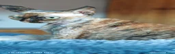 Devon Rex cats for sale: Beautiful Devon Rex  - Advert 1